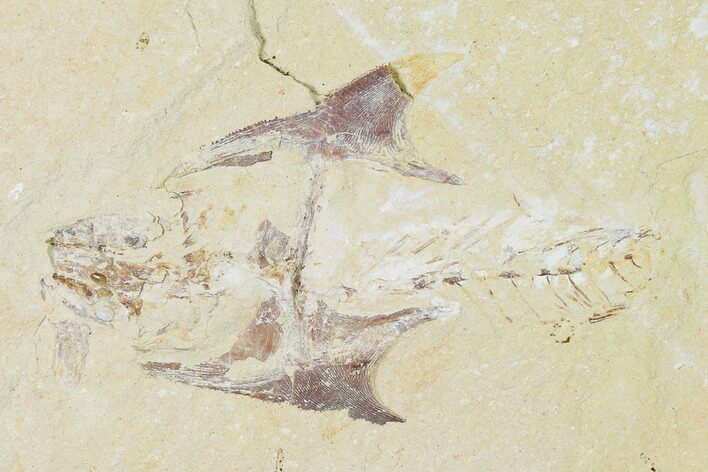 Bargain, Cretaceous Crusher Fish (Coccodus) - Hjoula, Lebanon #147141